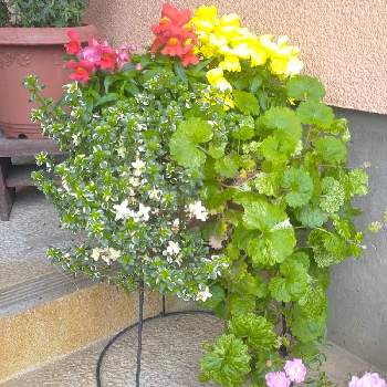 玄関に彩りをの画像 by *hiro*さん | 斑入りグレコマと花のある暮らしとおうち園芸と緑(葉っぱ)チーム✨と玄関に彩りを
