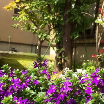 サンク・エールの画像 by ❁ coco ❁さん | 小さな庭とサンク･エールとガーデニングと花のある暮らしとサンク・エールとサントリー フラワーズ