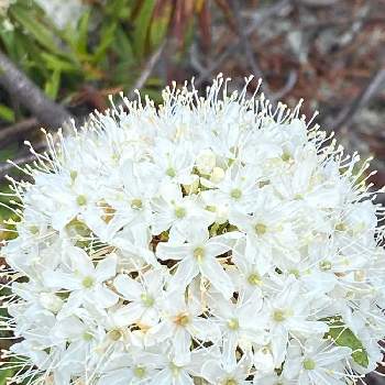 高山植物♡の画像 by charkunさん | お出かけ先と白い花♡と高山植物♡と北海道固有種