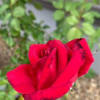 クリスチャンディオールの画像 by つくしちゃんさん | クリスチャンディオールとお花のある生活と赤いお花とお庭のお花と薔薇love