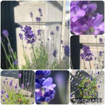 紫チーム✨の画像 by *hiro*さん | イングリッシュラベンダーと庭パトと花後も楽しむと紫チーム✨といただきものと可愛い花と玄関に彩りをとおうち園芸とマクロ撮影と♯マクロ撮影と大好きな花と花のある暮らしと♯コラージュ