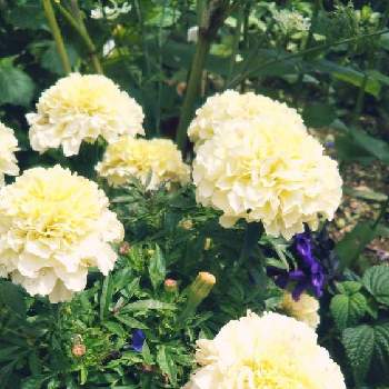 マリーゴールド ホワイトバニラの画像 by mimozaさん | 小さな庭とマリーゴールドホワイトバニラとマリーゴールドと♡マリーゴールドホワイトバニラ♡とマリーゴールド ホワイトバニラ