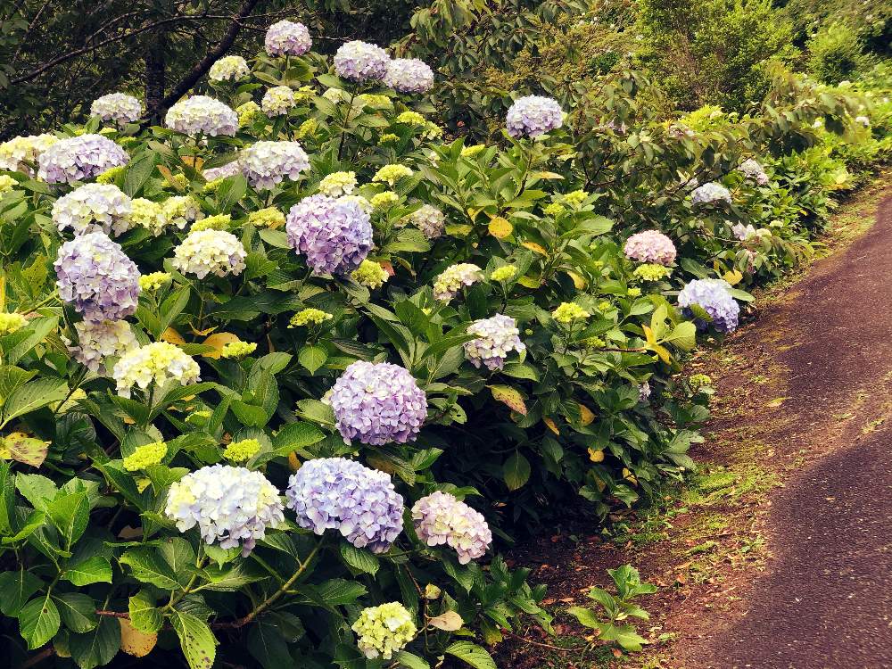 紫陽花 アジサイ あじさいの投稿画像 By 空花 くうか さん 麻綿原高原と妙法生寺とお出かけ先と紫陽花 アジサイ あじさいと麻綿原高原と妙法生寺 21月6月22日 Greensnap グリーンスナップ Greensnap グリーンスナップ