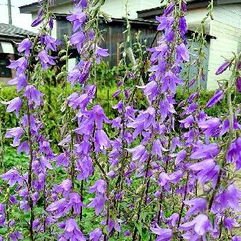 カンパニュラ ラプンクロイデスの投稿画像一覧 Greensnap グリーンスナップ