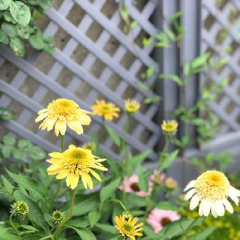 エキナセア　レモンドロップの画像 by kinako☆bearさん | 小さな庭とエキナセア　レモンドロップと好きな色と次々開花♪とおうち園芸と宿根草大好きと花のある暮らしと八重が好き❤︎と待ってたよ