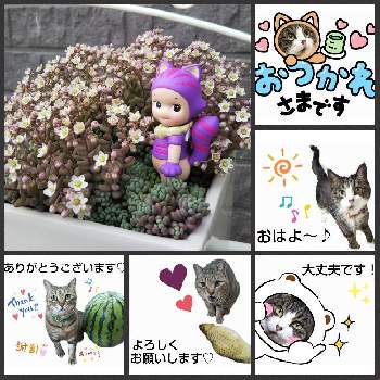 ラブリー 加速中の投稿画像一覧 Greensnap グリーンスナップ