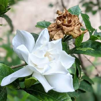 クチナシ✽の画像 by 秋草さん | 広い庭とクチナシと白い花とスマホ撮影と白・しろ・ホワイトと白い花シリーズ❣️とクチナシ✽