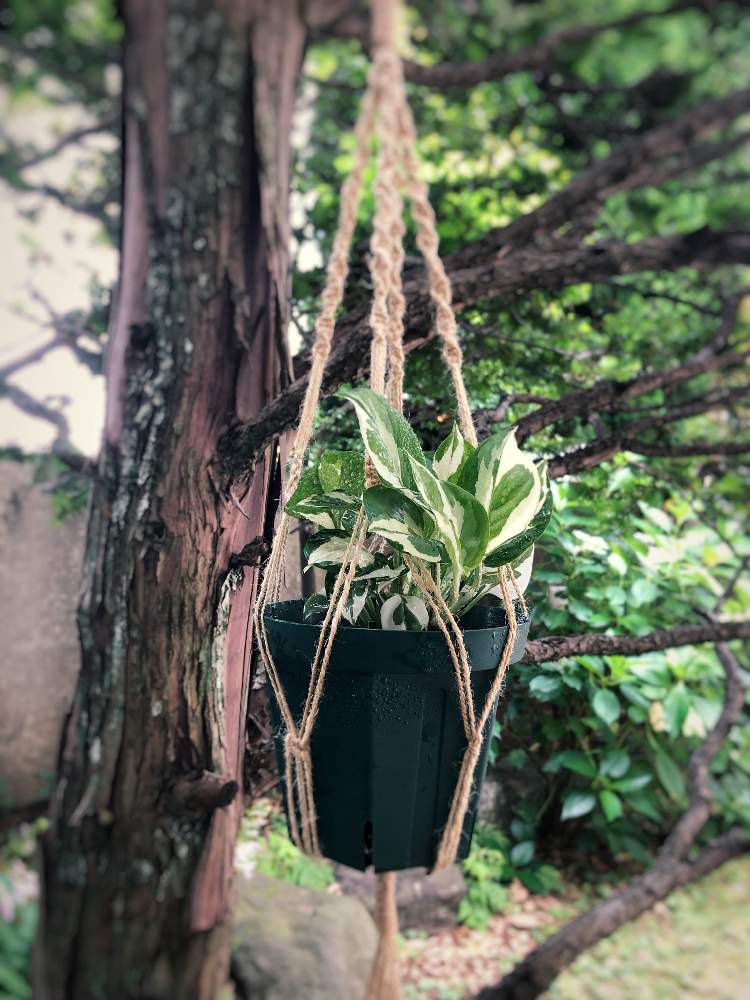 ポトス エンジョイの投稿画像 By ぶんたさん 小さな庭と100均diyとハンギング とプラントハンガーと麻紐とハンドメイドとマクラメ編みと100均diyとハンギングとプラントハンガーと麻紐とハンドメイドとマクラメ編み 21月6月22日 Greensnap グリーンスナップ