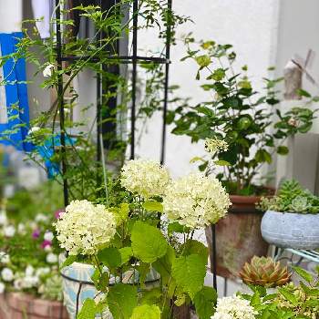 ボブシェルの投稿画像一覧 Greensnap グリーンスナップ ボブシェルの投稿画像一覧 Greensnap グリーンスナップ