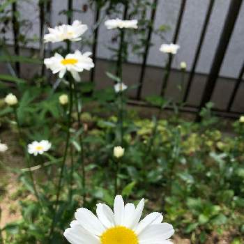 シャスターデージー♪の画像 by suzumamaさん | 庭*と福島県とおうち園芸とシャスタデージー＊と花のある暮らしとシャスターデージー♪