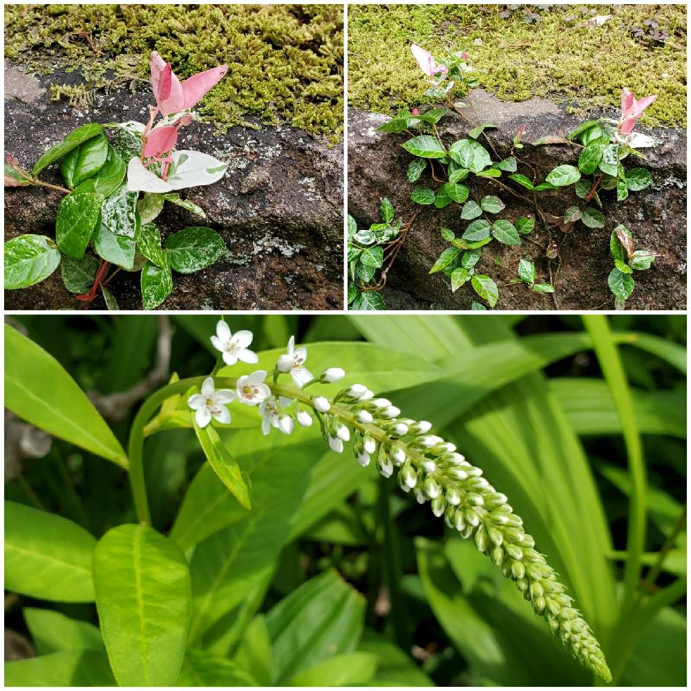 オカトラノオの投稿画像 By ユカリさん ハツユキカズラと和風の庭と母の庭 21月6月22日 Greensnap グリーンスナップ