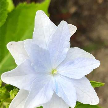 スミダノハナビの投稿画像一覧 Greensnap グリーンスナップ