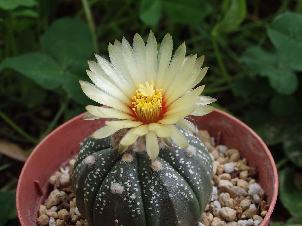 兜丸の投稿画像 By Yugoさん 多肉植物と多肉の花とサボテン と多肉無人販売所 21月6月22日 Greensnap グリーンスナップ