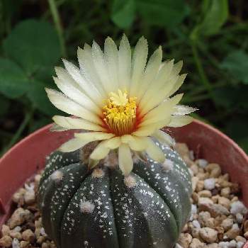 多肉無人販売所の投稿画像一覧 Greensnap グリーンスナップ