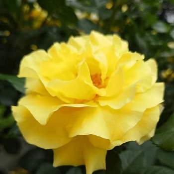 バラ エバーゴールドの投稿画像一覧 Greensnap グリーンスナップ