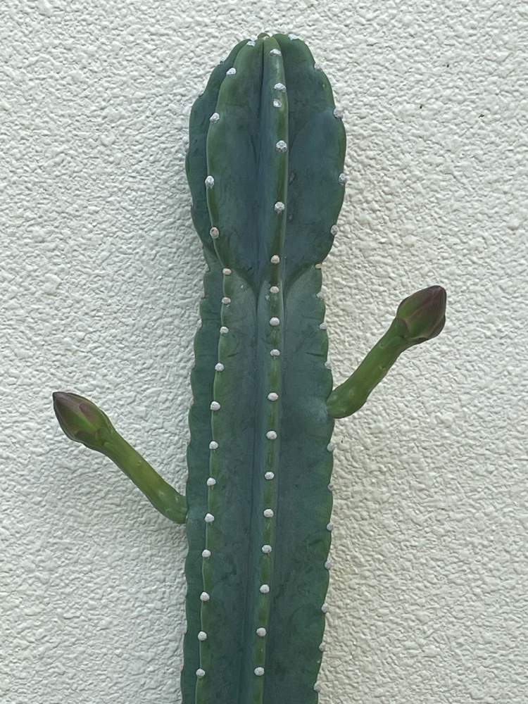 エモい 柱サボテンの花21夏至 Greensnap グリーンスナップ