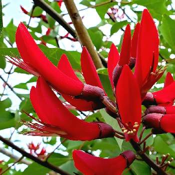 サンゴシトウの投稿画像一覧 Greensnap グリーンスナップ