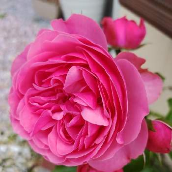 薔薇 レオナルド・ダ・ヴィンチの画像 by テカひめさん | 小さな庭とバラと薔薇 レオナルド・ダ・ヴィンチ