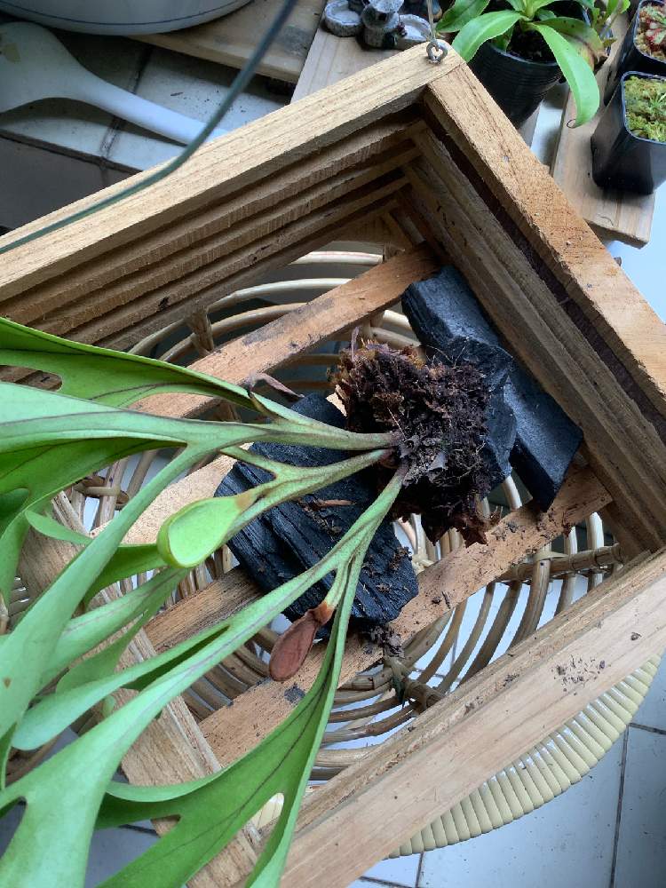 ビカクシダ リドレイ Greensnap グリーンスナップ