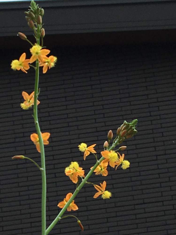 花アロエの投稿画像 By みーちゃんさん 21月6月22日 Greensnap グリーンスナップ Greensnap グリーンスナップ