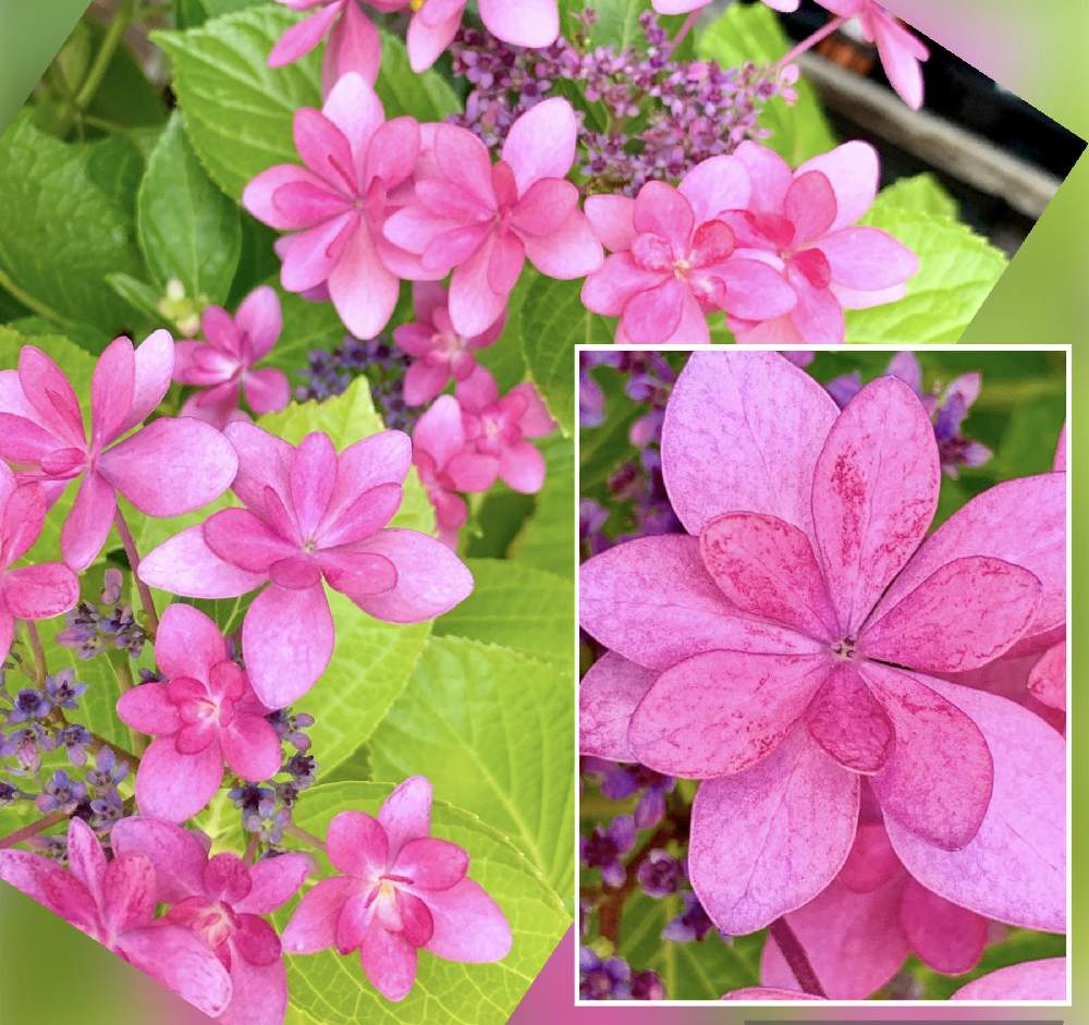 ガクアジサイ ダンスパーティーの投稿画像 By ココちゃんさん 癒しの植物とお出かけ先 とガクアジサイ ピンクと可愛いと花 のある暮らしと癒しの植物とお出かけ先 とガクアジサイ ピンクと可愛いと花のある暮らし 21月6月22日 Greensnap グリーンスナップ