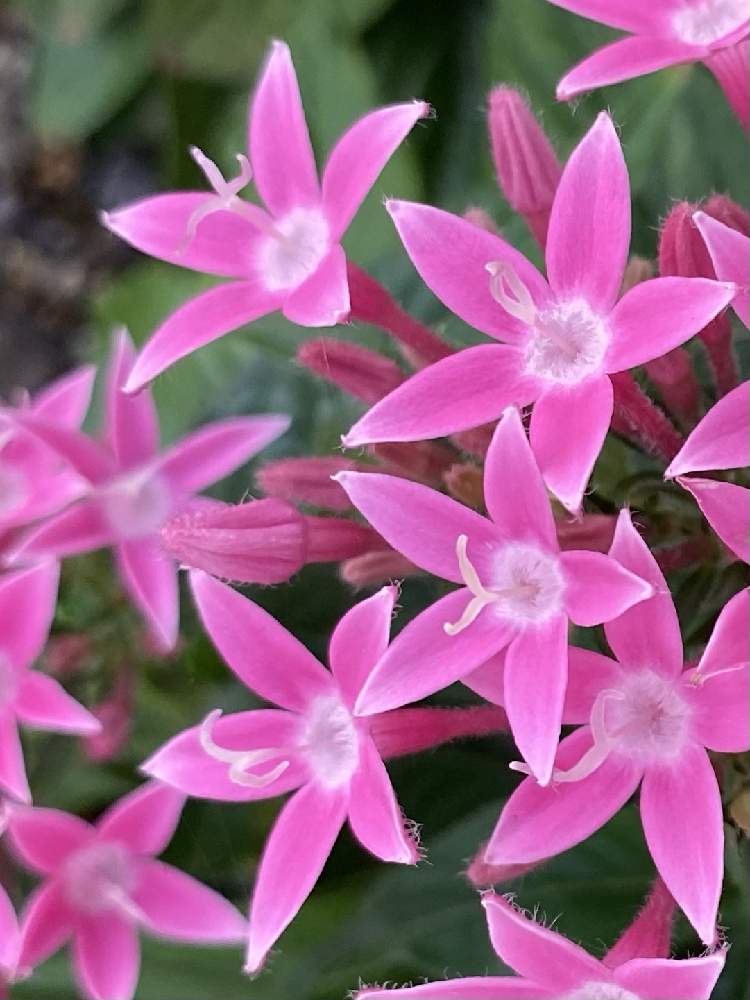 ペンタスの投稿画像 By ぽんちゃんさん ペンタス ビーブライト 21月6月22日 Greensnap グリーンスナップ