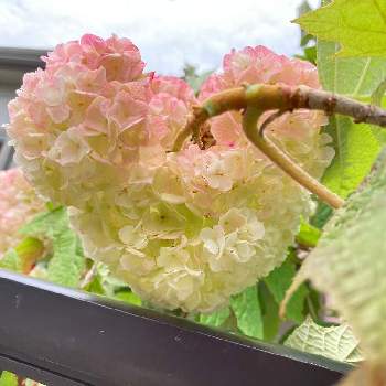 ハートの紫陽花の投稿画像一覧 Greensnap グリーンスナップ