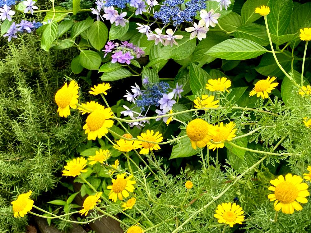 小さな庭の投稿画像 By レモン研究家 国吉純さん ハーブのある暮らしと黄色の花と花のある暮らしと庭の宿根草と梅雨を楽しむとハーブのある暮らしと黄色の花と花のある暮らしと庭の宿根草と梅雨を楽しむ 21月6月23日 Greensnap グリーンスナップ Greensnap