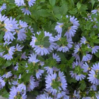 @青い花の画像 by Kevinさん | お出かけ先とスカエボラと素敵❗と癒しと@青い花とGS映えと青い花と今日の一枚とお花大好き✨と可愛いとオセアニア原産と花のある暮らしとかわいいと青い花マニアと水曜日は水色
