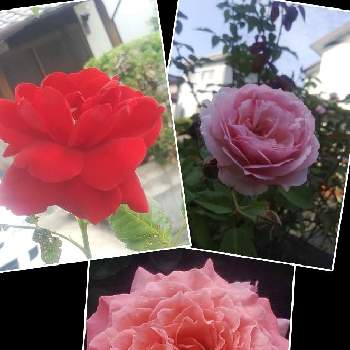 真っ赤の薔薇の画像 by メリーさん | 小さな庭と薔薇ピンクアバンダンスとおうち園芸と薔薇コラーユジュレと真っ赤の薔薇と小さい花壇と花のある暮らしと狭い花壇と地植え