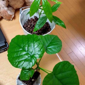 100均観葉植物,みどりのある暮らし,鉢植え✨,葉っぱ いいなぁ,部屋の画像