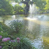クスノキ,ガクアジサイ,あじさい,感謝,太宰府天満宮の画像