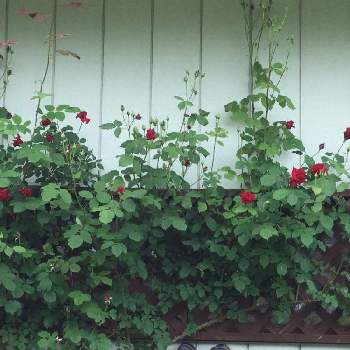 庭の薔薇の画像 by ハーブ君と薔薇ガールさん | 薔薇と庭の花と試行錯誤の薔薇おばさんと小さな薔薇園とやっぱり花が好きと庭の薔薇と大好きな花