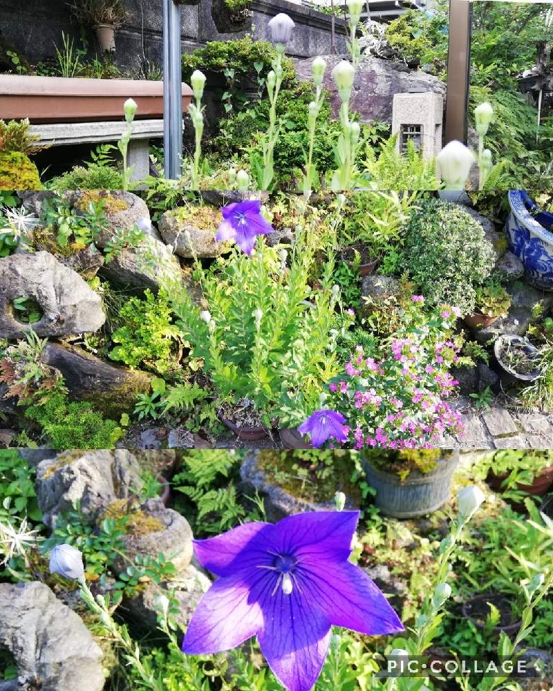 桔梗の蕾 の投稿画像 By あまのじゃくさん 庭の片隅と花のある庭と鉢植えと可愛いと桔梗の花と朝の庭と庭の一角 21月6月23日 Greensnap グリーンスナップ