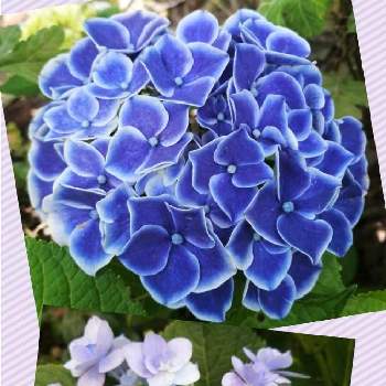 紫陽花 チボリの投稿画像一覧 Greensnap グリーンスナップ