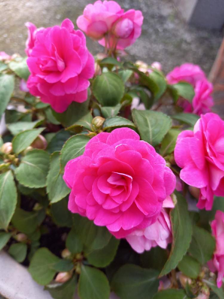 八重咲きインパチェンス カリフォルニアローズの投稿画像 By ガジュマルさん 小さな庭とインパチェンス とかわいいピンク色 と八重咲きインパチェンス とマイガーデンと花のある暮らしと切り戻しとインパチェンス とかわいいピンク色 と八重咲きインパチェンス と