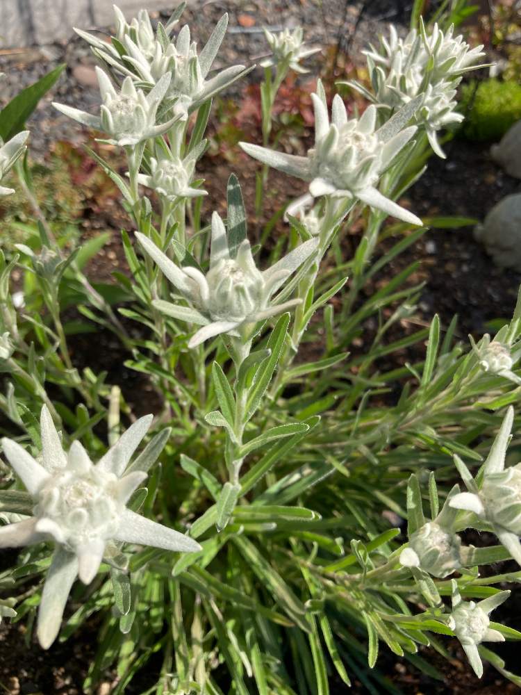 エーデルワイスの投稿画像 By ミッチーさん 宿根草の庭と耐寒性宿根草と山野草とブラジリアン エーデルワイスと今日のお花と植え っぱなしとイングリッシュガーデンと白い花と北海道と増える 21月6月23日 Greensnap グリーンスナップ