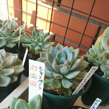 ピンクシャンペンの投稿画像一覧 Greensnap グリーンスナップ