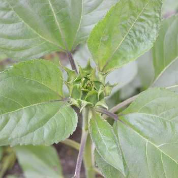 ダイソーの種からの投稿画像一覧 Greensnap グリーンスナップ