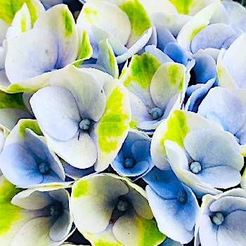 アジサイ（マジカルレボリューション）の画像 by shizukuさん | 紫陽花とアジサイ（マジカルレボリューション）とアジサイ マジカル レボリューションと紫陽花マジカルレボリューションと青い花とチーム・ブルー　No.110と水曜日は水色と青い花で納涼祭2021とチーム・ブルーと青い紫陽花マニアと安行園芸センター