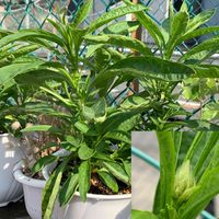 ケイトウ,ケイトウホルン,実生,種まきっ子,花のある暮らしの画像