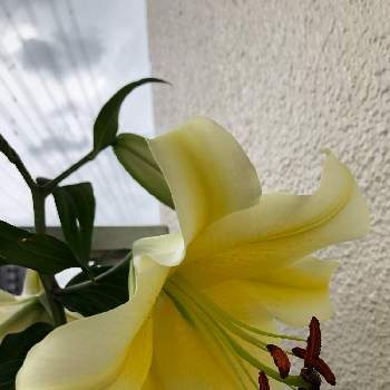 コンカドールの画像 by ゆうゆうtaichiさん | バルコニー/ベランダとユリとコンカドールと花のある暮らしとナチュラルが好き