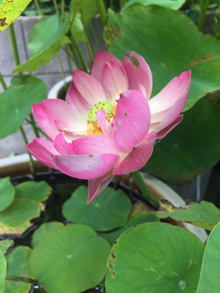 花ハスの投稿画像 By 犬嫁さん 嬌蓉碗蓮と蓮 ハスと開花とおうち園芸とビオトープと水生植物と鉢植とチーム愛知と車庫と蓮 ハス と開花とおうち園芸とビオトープと水生植物と鉢植とチーム愛知 21月6月23日 Greensnap グリーンスナップ Greensnap グリーン