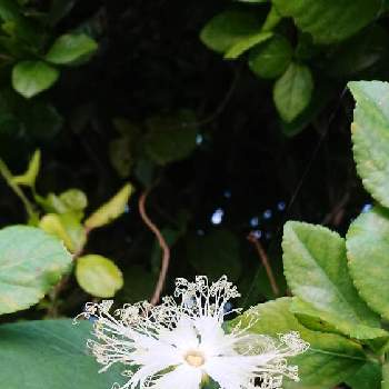 WHITEの画像 by kurokuroさん | お出かけ先とキカラスウリ  と花のある暮らしとWHITEと早朝散歩と実のある暮らし