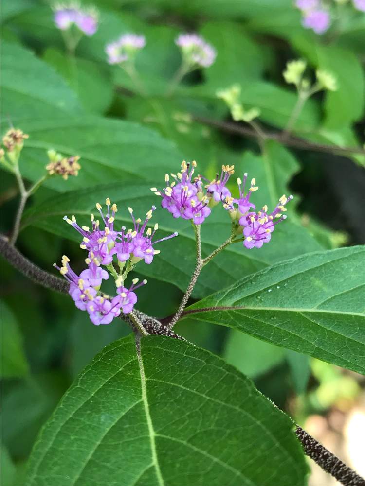 コムラサキの投稿画像 By まるみじさん 花のある暮らしと山里とよく見ると可愛い 21月6月23日 Greensnap グリーンスナップ