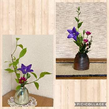 小さく生けるの投稿画像一覧 Greensnap グリーンスナップ