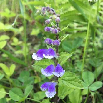 芸能人愛用 タツナミソウ 紫の花 植物 観葉植物 Designcomfort Shoes Com