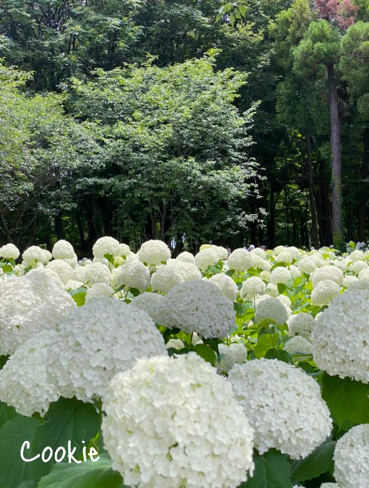 紫陽花の投稿画像 By Cookieさん 紫陽花 アナベルとわれら17年組と21紫陽花祭り 白 と紫陽花 アジサイ あじさいとアナベル 紫陽花とアジサイ 紫陽花と白い花と6月と白い色のお花も好き とcookieのみどりのまとめ 21月6月23日 Greensnap グリーンスナップ