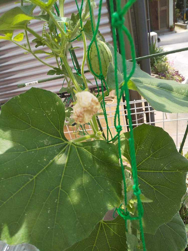 スイカ第二期 Greensnap グリーンスナップ