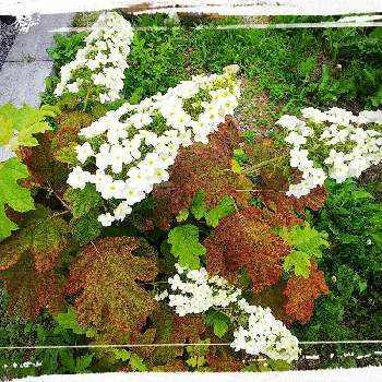 耐寒性落葉低木の画像 by よっしぃさん | 小さな庭と柏葉紫陽花と耐寒性落葉低木